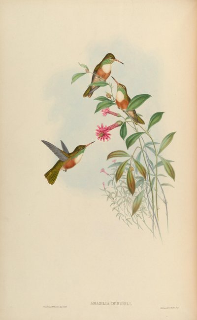 Amazilia dumerili = Amazilia amazilia dumerilii - John Gould